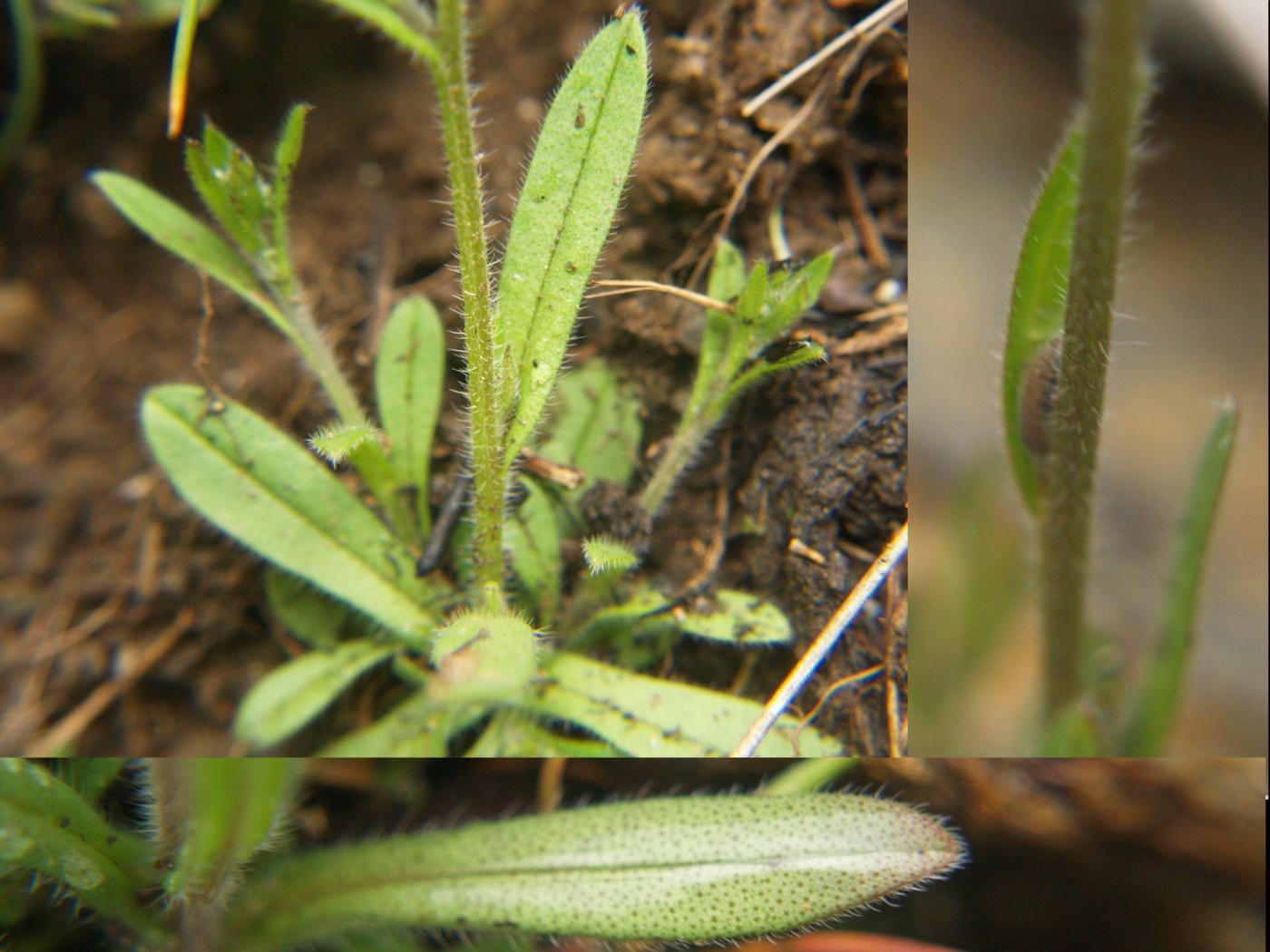 Forget-me-not, [Balbis's] leaf